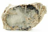 Petrified Wood (Schinoxylon) - Blue Forest, Wyoming #373499-1